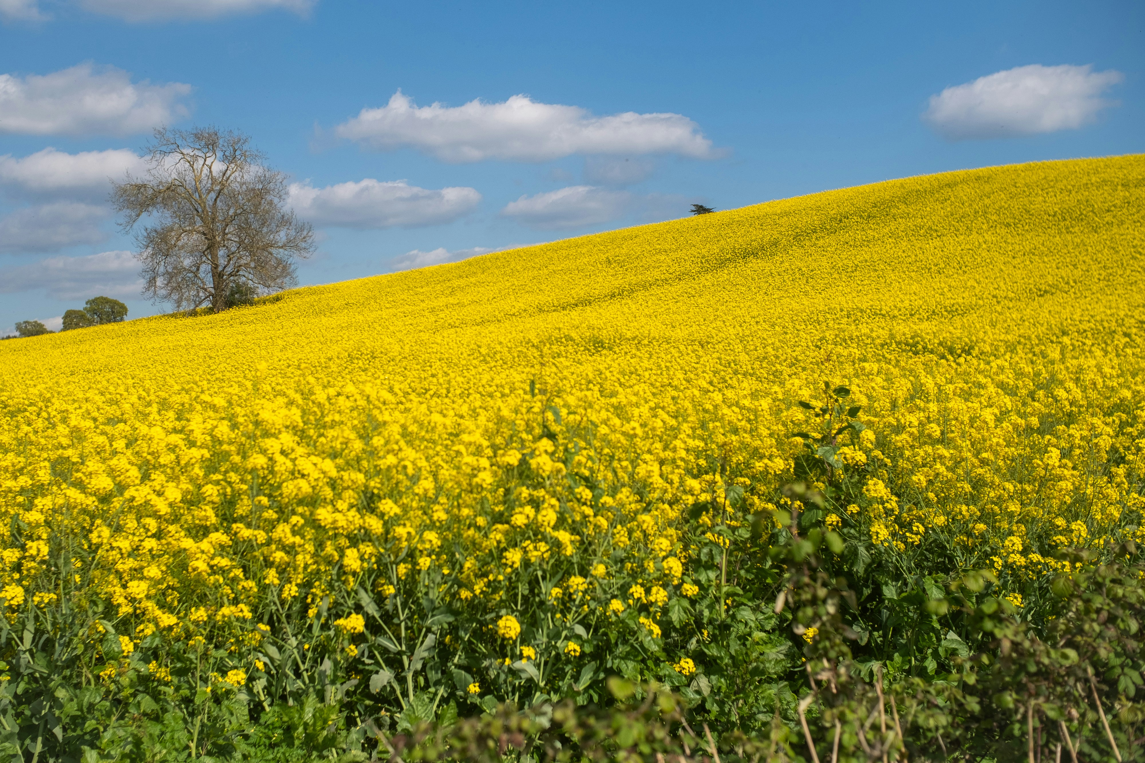 Mustard field landscape